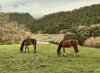 A lovely morning scene in Cantabria, N.Spain.